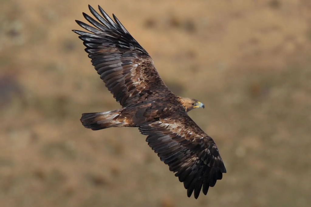 albania eagle land