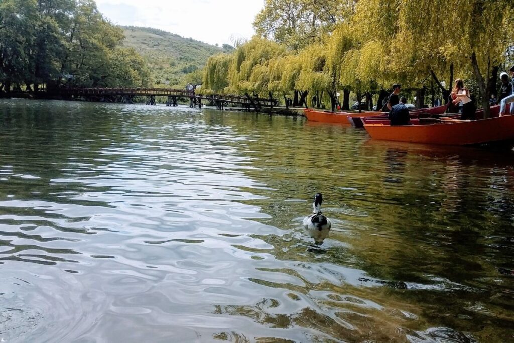 pogradec lake