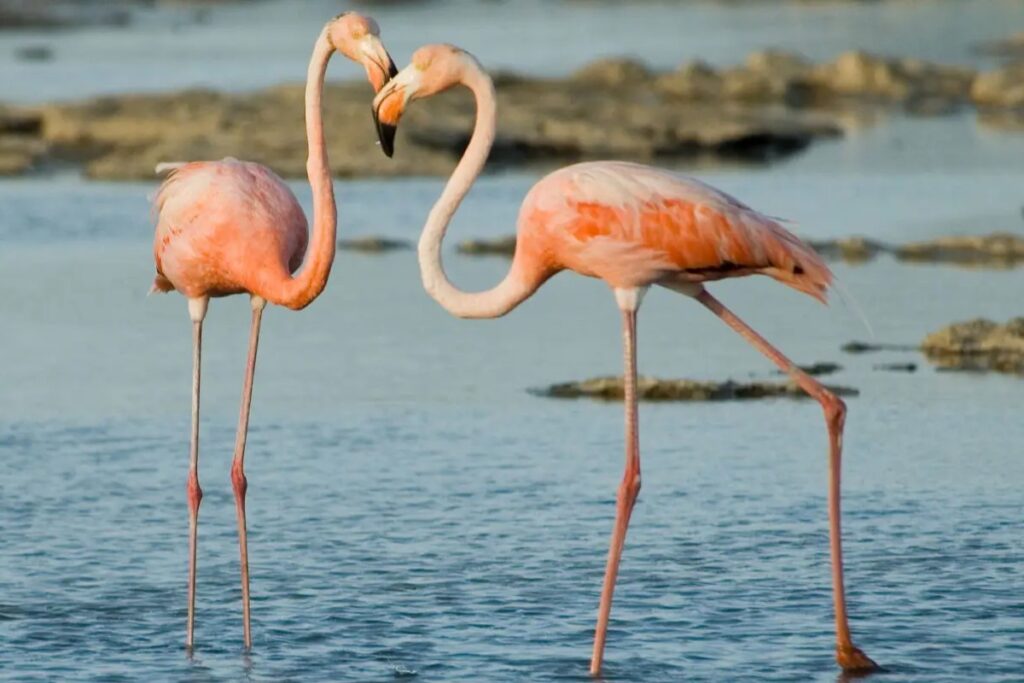 Two flamingos standing gracefully in the shallow waters of Narta Lagoon in Albania.