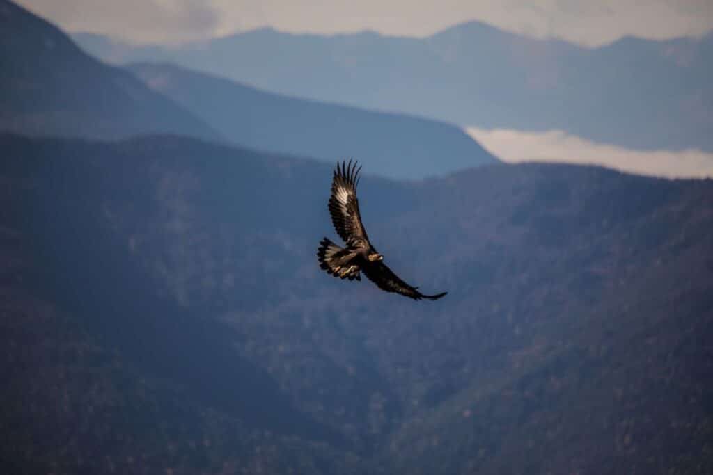 A golden eagle flying over Valbona Valley in North Albania, with alpine peaks in the background.