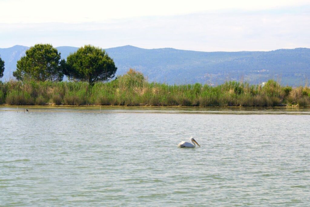 laguna kune