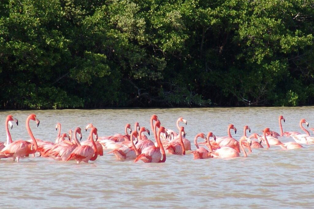 Narta Lagoon with its shallow waters, salt pans, and a group of flamingos in the distance.